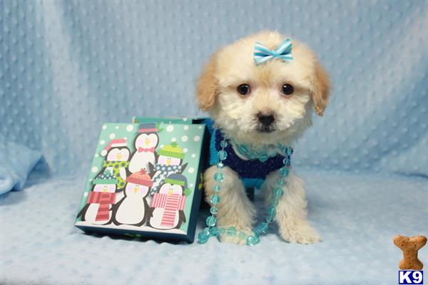 lvpuppyheaven Picture 1